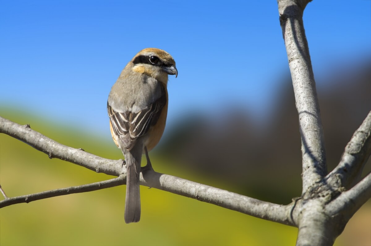 車に鳥のフンがついてしまったら Good Car Life By ロイヤルオート